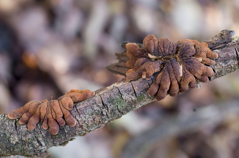 Hypocreopsis lichenoides